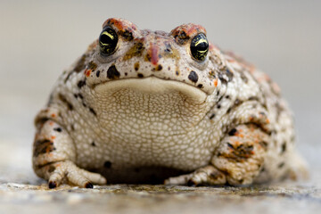 natterjack toad