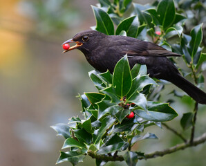 Amsel an der Stechpalme