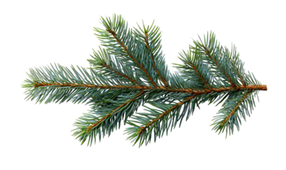 Evergreen Branch: A close-up view of a vibrant evergreen branch, its needles a vivid display of nature's beauty and resilience. The shot focuses on the intricate detail of the foliage.