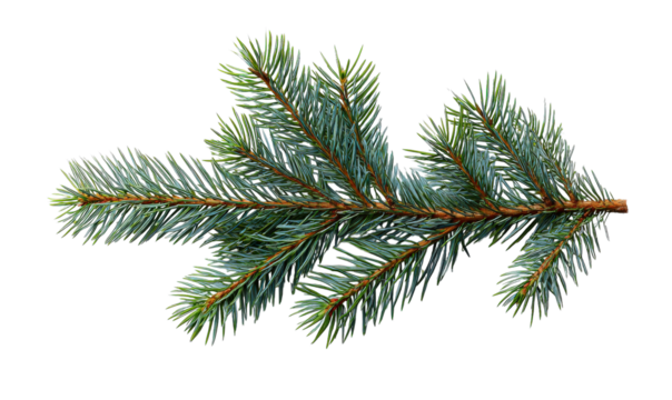 Evergreen Branch: A close-up view of a vibrant evergreen branch, its needles a vivid display of nature's beauty and resilience. The shot focuses on the intricate detail of the foliage.
