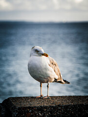 seagull on the pier