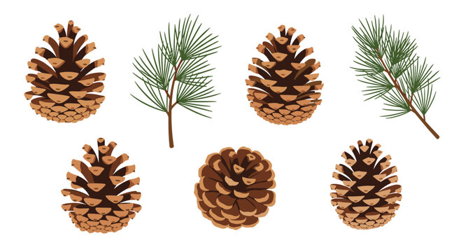 Set of realistic brown pine cones and green pine branches isolated on a white background, perfect for winter holiday, Christmas, and nature-themed decorative designs or patterns.