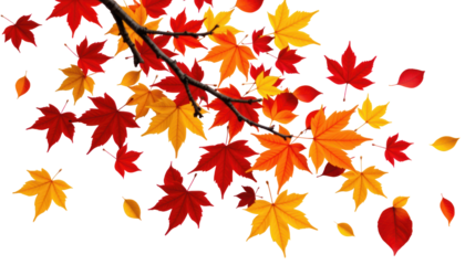 Autumn Leaves Falling Isolated Maple in Windy Environment Yellow Leaf Beauty in Fall