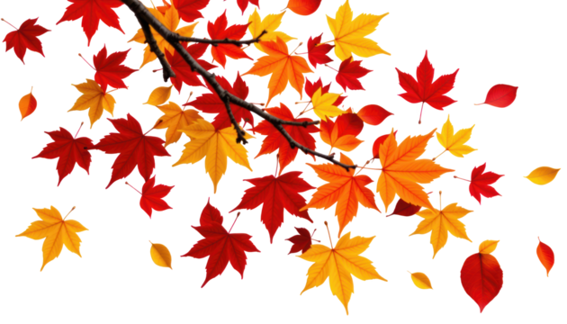 Autumn Leaves Falling Isolated Maple in Windy Environment Yellow Leaf Beauty in Fall