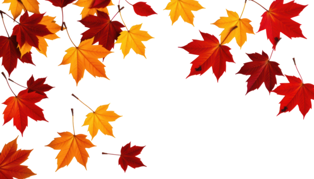 Isolated Yellow Maple Leaves in the Wind Autumn Environment Nature Scene Fall Colors