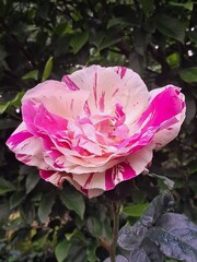 Obraz premium A rose blooms with grace, its petals whispering love and its fragrance painting the air with beauty, symbolizing passion, purity, and timeless elegance.