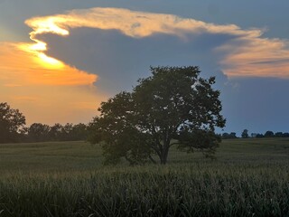 Fototapeta premium the tree
