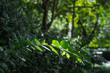 Close-up of light and shadow on green leaves in the forest