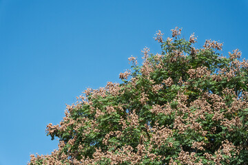Goldenrain tree under the blue sky