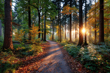 Fototapeta premium Sunrise on a Forest Path in Autumn
