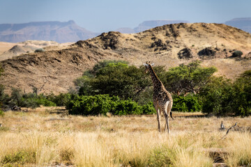 Die Tiere des Damaralandes