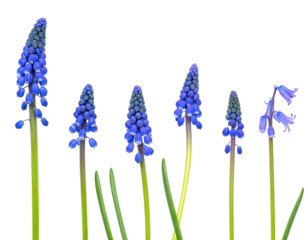 Six vibrant blue grape hyacinth flowers with green stems against a stark black background