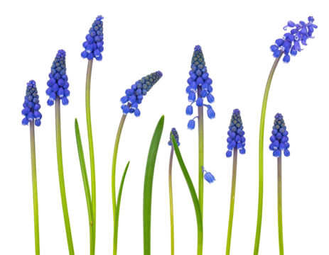 Close-up of delicate purple-blue flowers with green stems against a black background