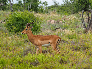 Greater Kudu (Tragelaphus strepsiceros) in the veld in Zimbabwe, Africa