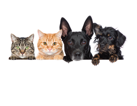 Close-up of four pets tabby cat, orange cat, black dog, and small brown dog