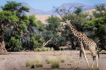 Die Tiere des Damaralandes