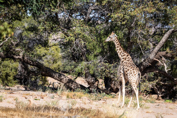 Die Tiere des Damaralandes