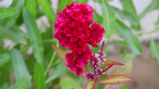 Celosia argentea or Cockscomb also called as Jatadhari Flower in hindi with Bright Red Plumes in Full Bloom. botany, gardening, ornamental plant, or nature-themed visual projects.