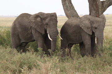 Fototapeta premium 2025-09-08 Tanzania Serengeti National Park