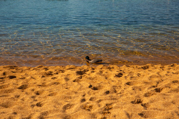 Famous Lake Tahoe Viewpoint with Panoramic Mountain Landscape, Crystal Water and Blue Sky, Iconic US Travel Location