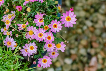 Paris daisy, marguerite or marguerite daisy, August flowers in a garden pot with soft focus, top...