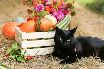 Black cat farmer with autumn pumpkins vegetables harvest close up in garden. Harvesting different organic pumpkin. Farming gardening agriculture concept