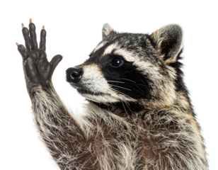 Portrait of a raccoon raising a paw with outstretched fingers