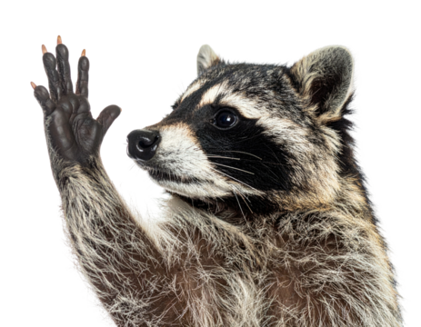 Portrait of a raccoon raising a paw with outstretched fingers