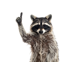 A raccoon looking straight at the viewer, holding its paw in a gesture, with a black background
