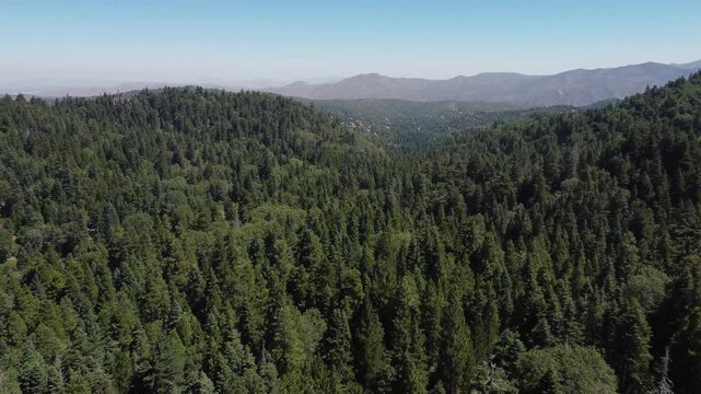 Aerial Drone Flyover of Lush Green Trees in a Forest Lake Arrowhead California