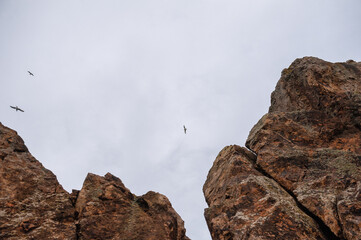 Fototapeta premium Birds glide above rugged cliffs under a calm sky capturing freedom
