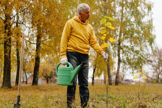 A senior man in a yellow hoodie holds a green watering can while planting a small tree seedling in a grassy field, The scene is set outdoors in autumn.