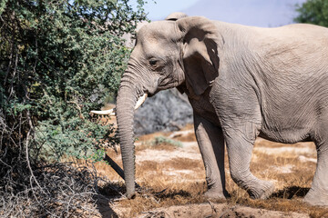 Fototapeta premium Die Tiere des Damaralandes