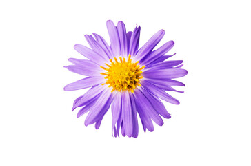 small lilac aster isolated on white background