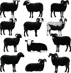 create farm animals set of different sheeps vector art silhouette with white background
