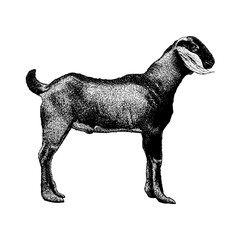 hand-drawn vector illustration of a goat. The artwork captures the animal’s natural texture, and expressive features with fine linework and realistic shading, ideal for farm design.