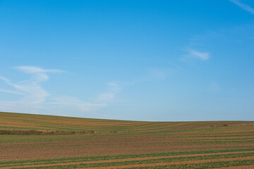Fototapeta premium A field with neat rows of planted crops, a beautiful landscape with gentle hills, and a blue sky with white clouds. Minimalist field photography
