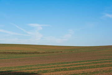 Obraz premium A field with neat rows of planted crops, a beautiful landscape with gentle hills, and a blue sky with white clouds. Minimalist field photography