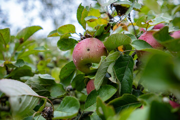 Beautiful red ripe apples on a branch, photographed close-up in the sunlight. Natural apples in an orchard, daylight. Harvest 2025