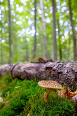 A beautiful cracking bolete mushroom grows in the forest among fallen leaves. A Xerocomellus chrysenteron mushroom in an autumn forest