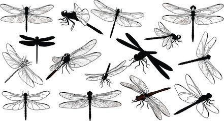 Dragonfly silhouettes and detailed wing illustrations collection, flying insects vector set, nature wildlife drawing, entomology and design elements