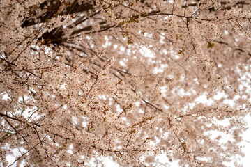 Blühende Kirschzweige im Frühling, zarte rosa Blüten, botanische Nahaufnahme, natürliche Frühlingsstimmung