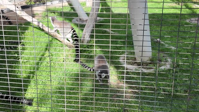 Two ring-tailed lemurs perched on a log, surrounded by lush greenery.