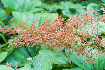 Rodgersia pinnata. Perennial herbaceous plant. Ornamental plant. faded plant
