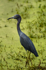 Little Blue Heron