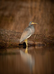 Tri-Colored Heron 