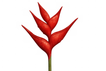Heliconia tropical plant with vibrant red bracts and fresh water drops on transparent background
