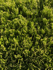 dense green conifer needles closeup under natural sunlight forming soft organic texture of evergreen foliage outdoor nature pattern concept of gardening landscaping and eco background design