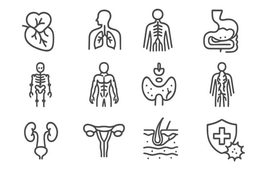 Icons urinary muscular respiratory endocrine vector integumentary skeletal system icon anatomy circulatory