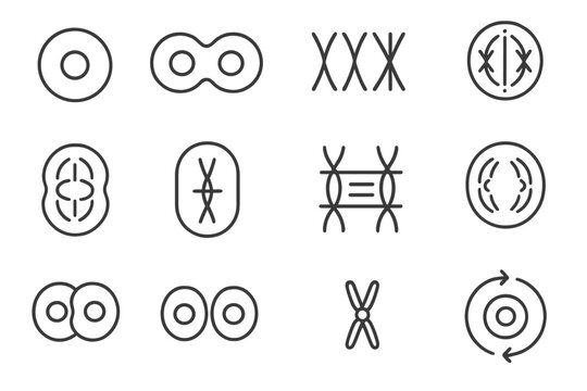 Cycle centromere plate vector alignment icons metaase icon cells cell prophase phases
